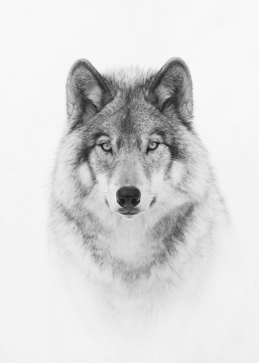 Portrait of a Timber Wolf | Poster