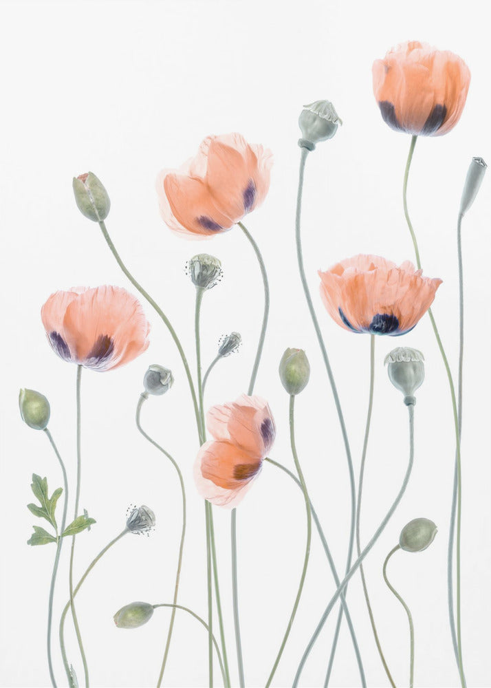 Poppies | Canvas
