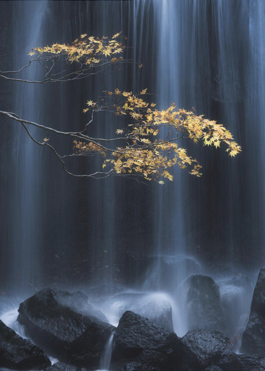 Yellow Autumn | Poster