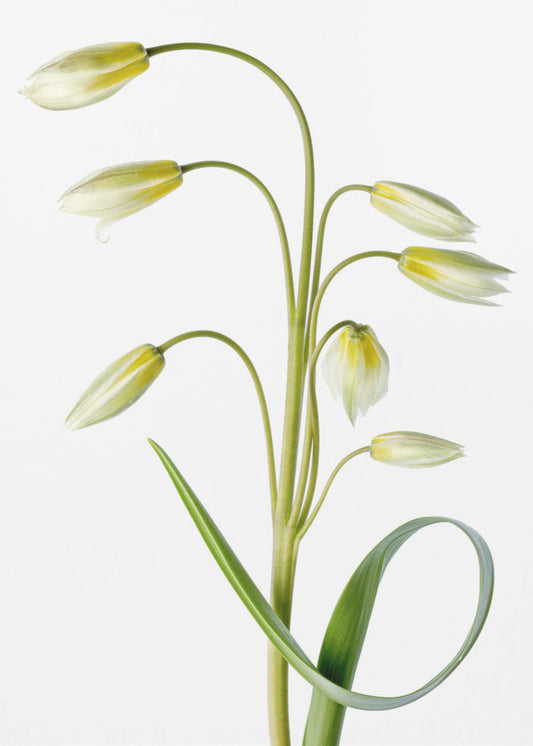 ~Tulipa Tarda~ | Canvas