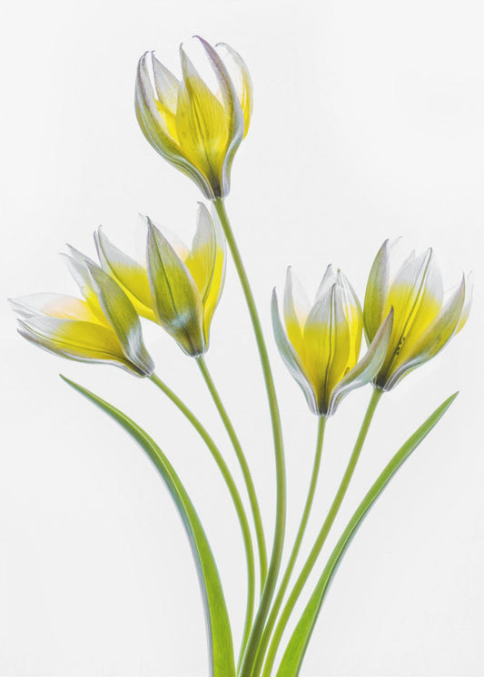 Tulipa | Canvas