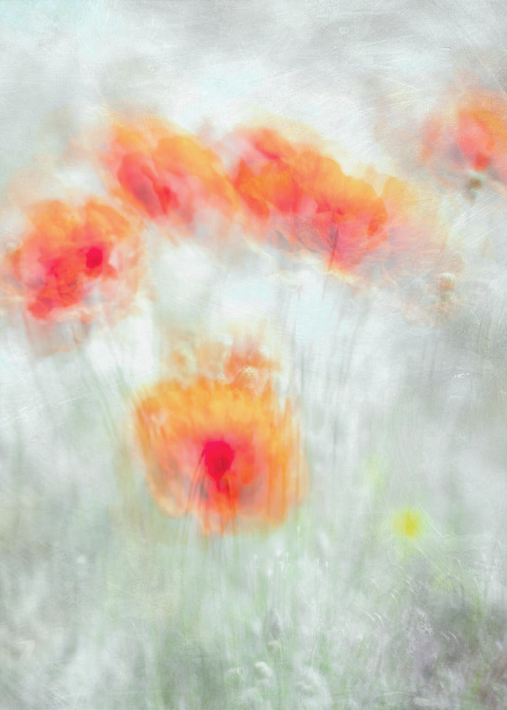 Red Corn Flowers | Canvas