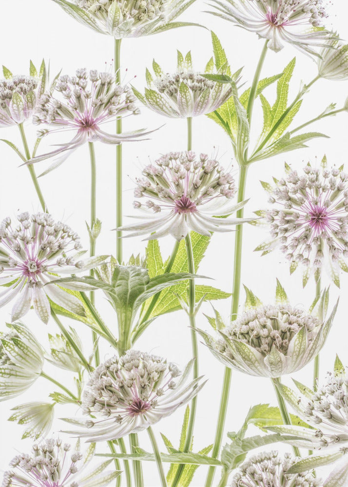 .Astrantia. | Poster