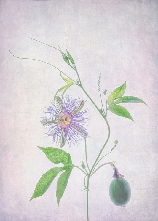 Passion Fruit | Canvas