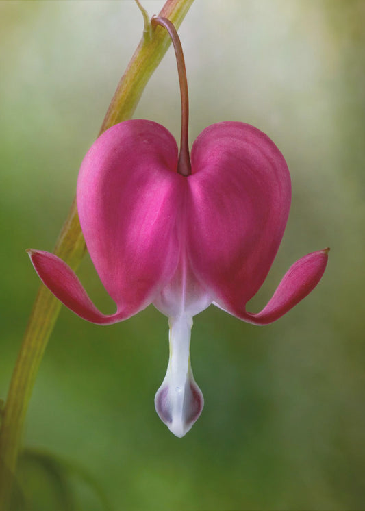 Bleeding Heart | Canvas