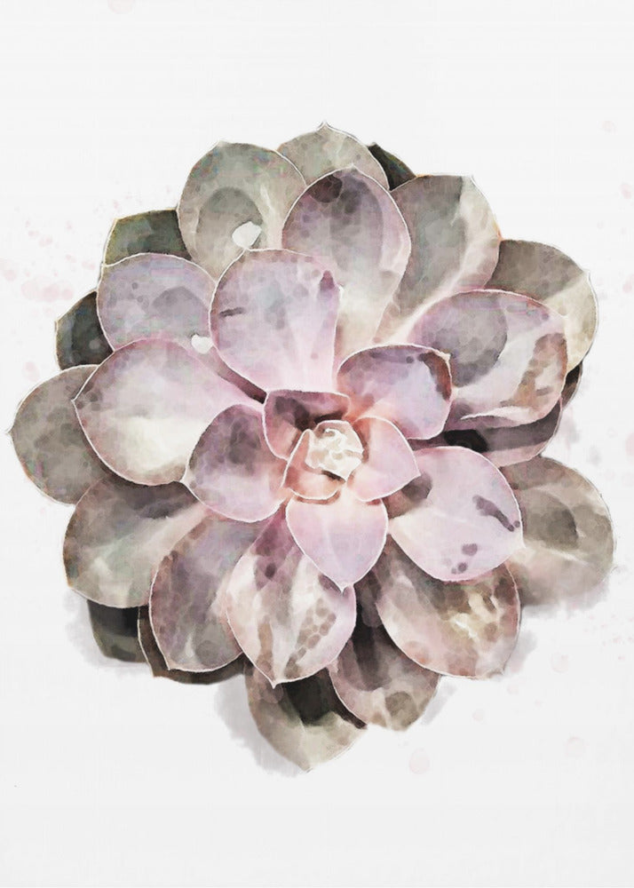 Succulent 01 | Canvas
