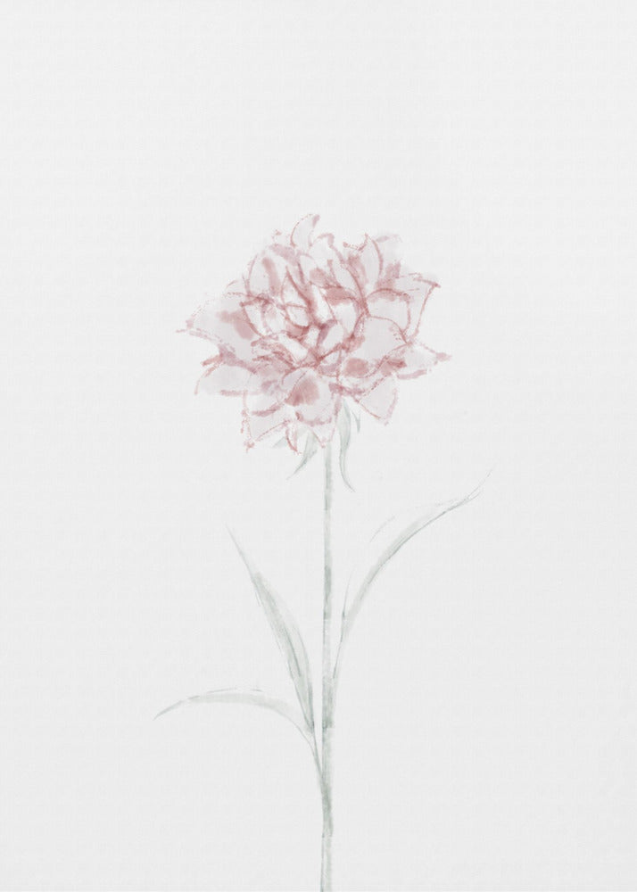 Peony 02 | Canvas