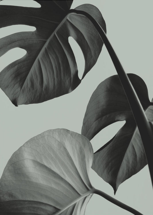 Monstera Teal 07 | Poster
