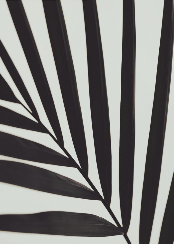 Graphic palm leaf_1 | Canvas