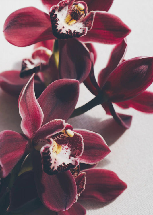 Red Orchids with Delicate Petals | Poster