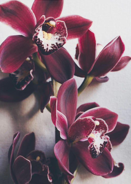 Orchid Elegance | Poster