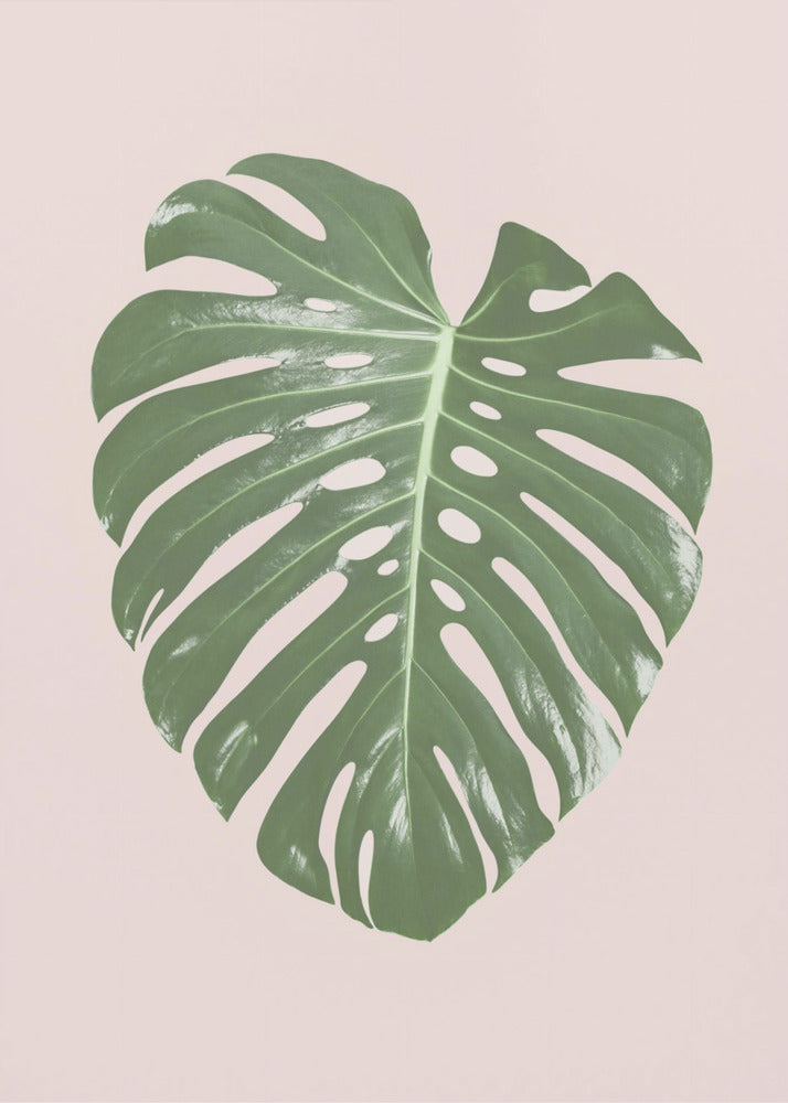 Monstera Leaf Blush | Canvas