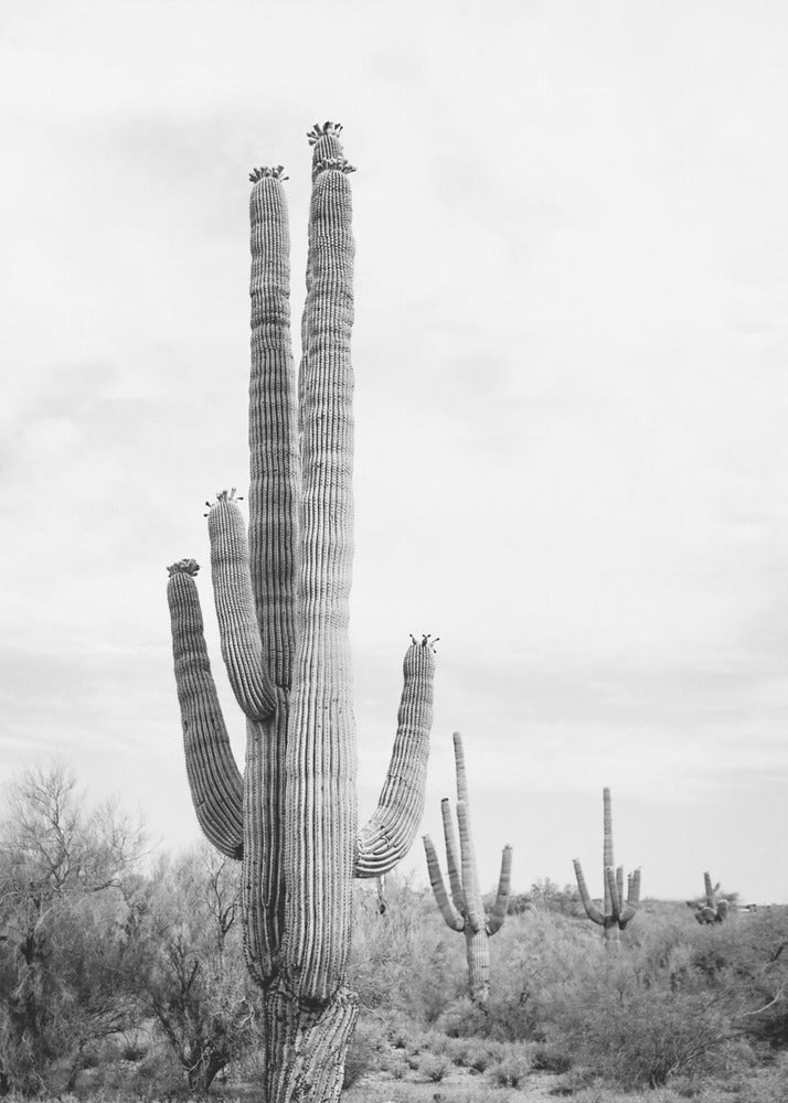 Saguaro B&W | Poster