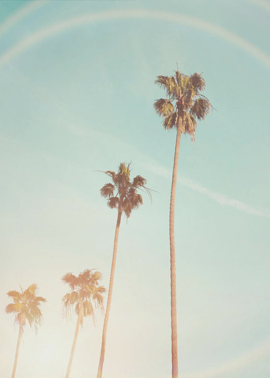 Sunny Cali Palm Tree | Poster
