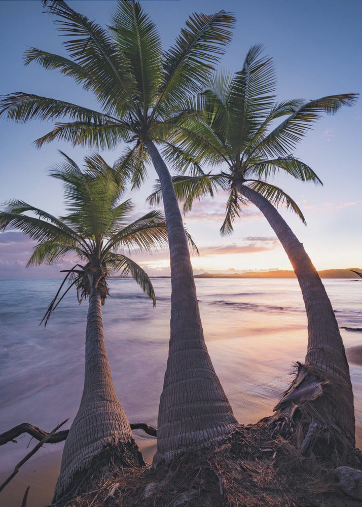 Palmy Twilight | Poster