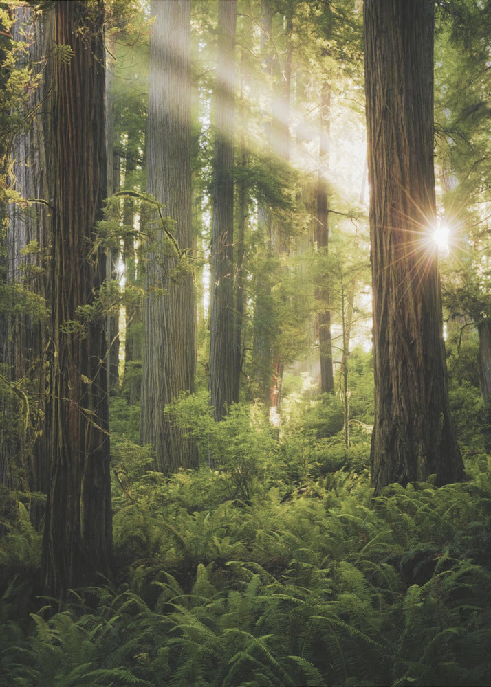 Fairy Forest | Poster