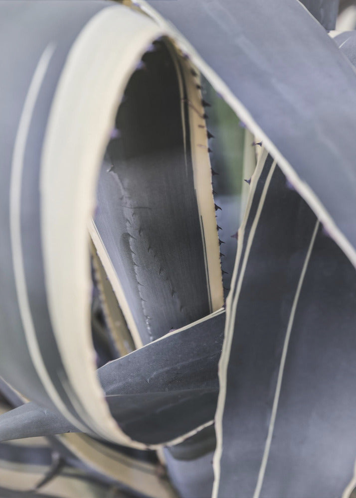 Spiral of Nature | Poster