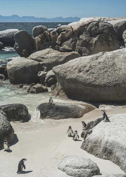 Penguin Cove Serenity | Poster