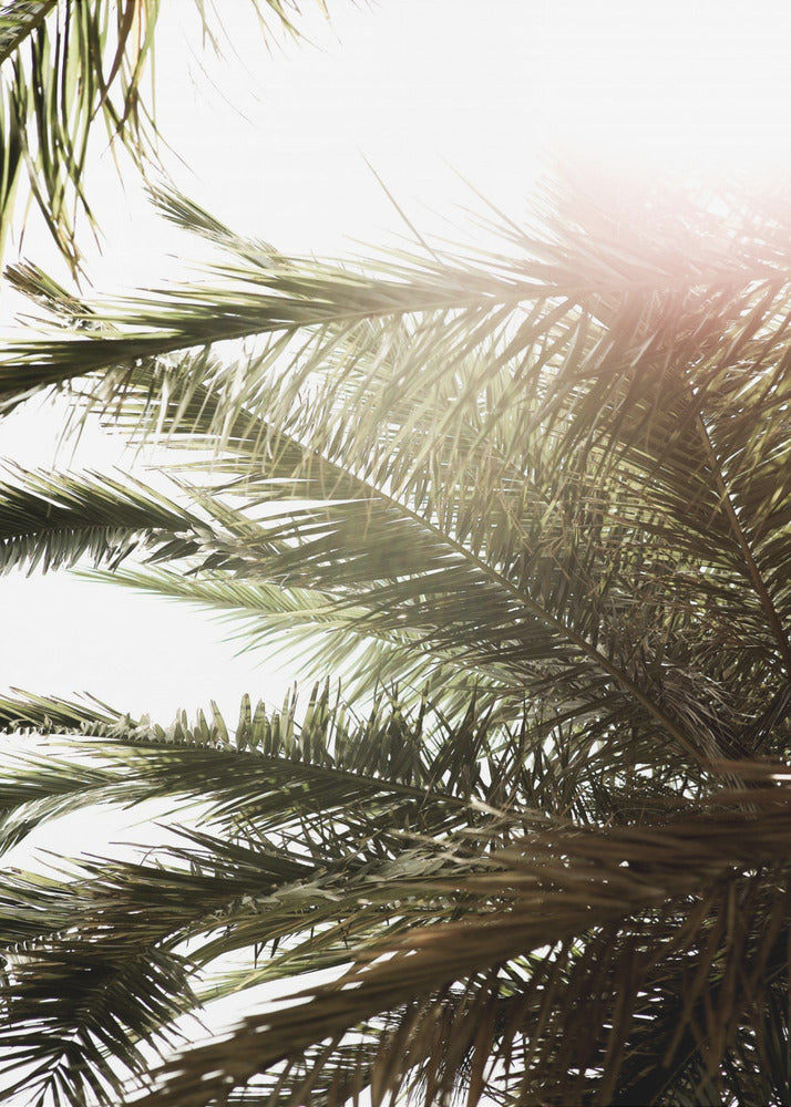Sunlit Palm Glow | Poster