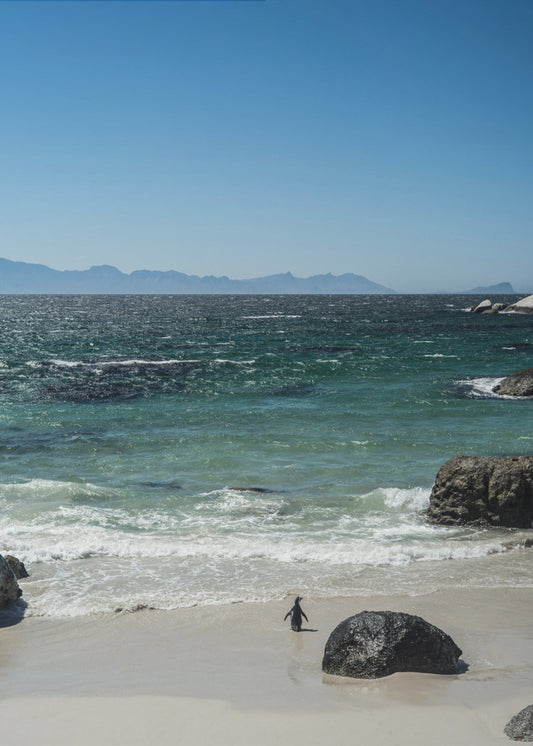 Penguin's Beach Walk | Poster