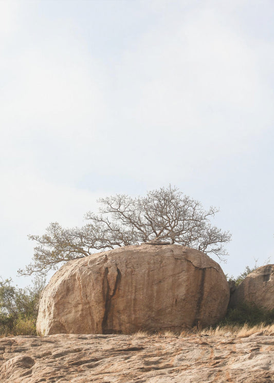 Tree on a Boulder | Poster