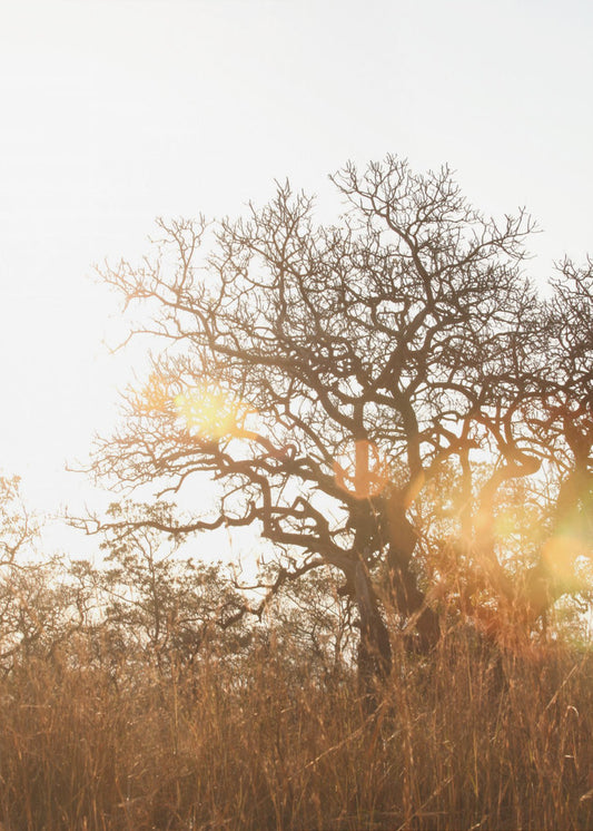 Sunlit Silhouette | Poster