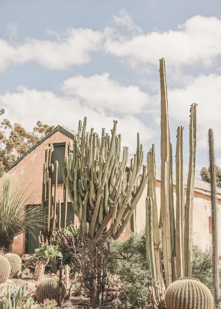 Cactus Haven | Poster