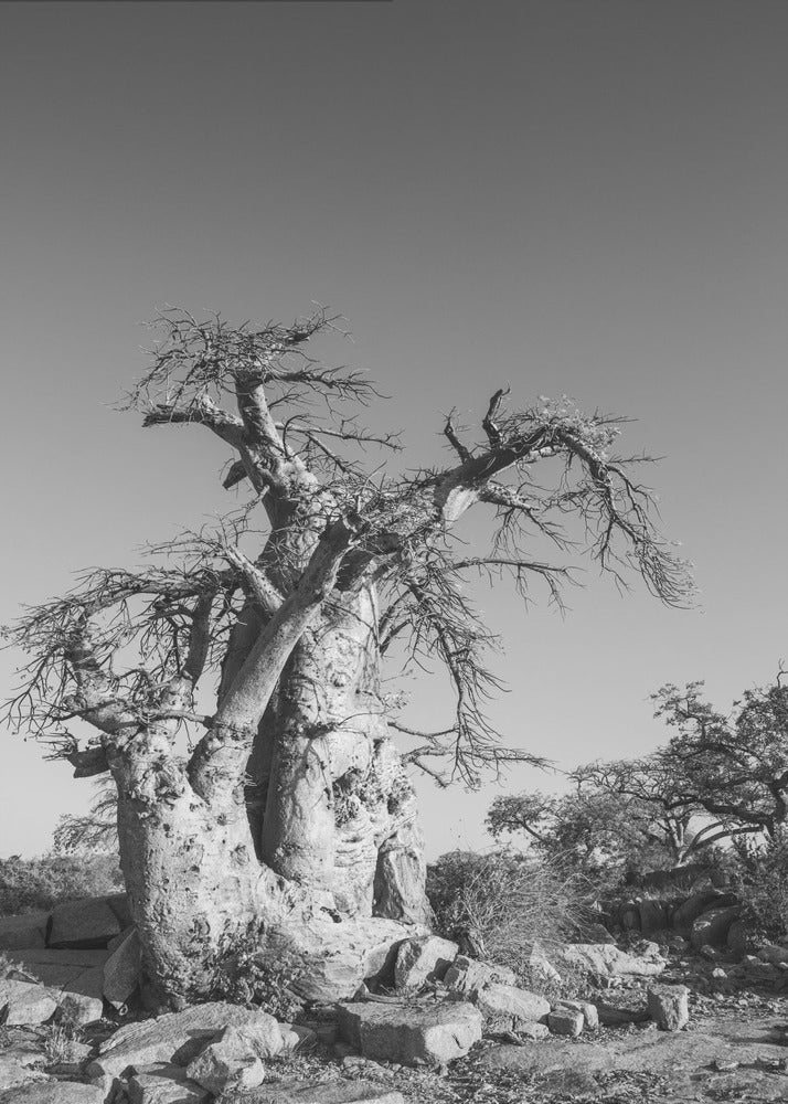 Ancient Sentinel | Poster