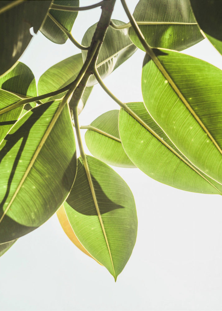 Sunlit Leaves | Poster