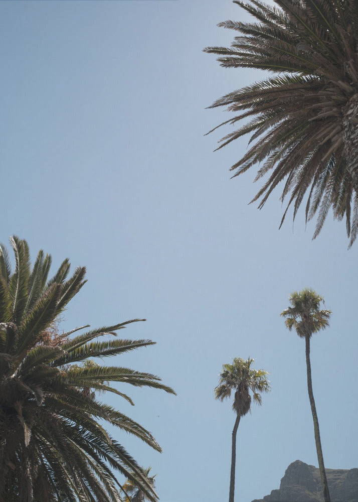 Sunny Palm Heights | Poster