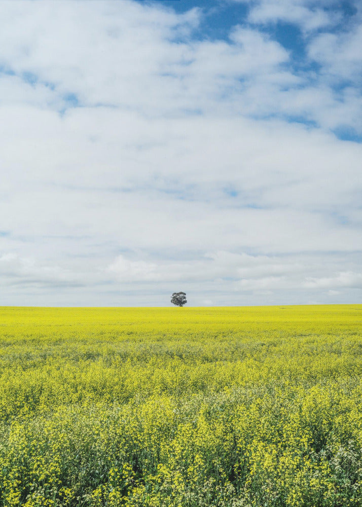 Solitary Tree Horizon | Poster