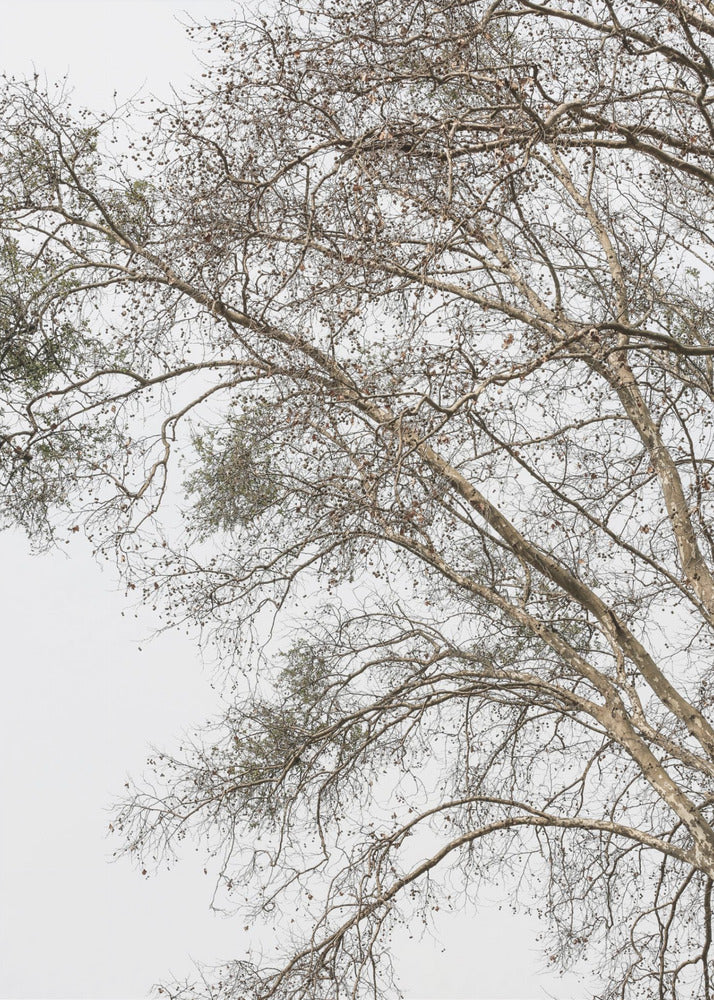 Winter's Whispering Branches | Poster