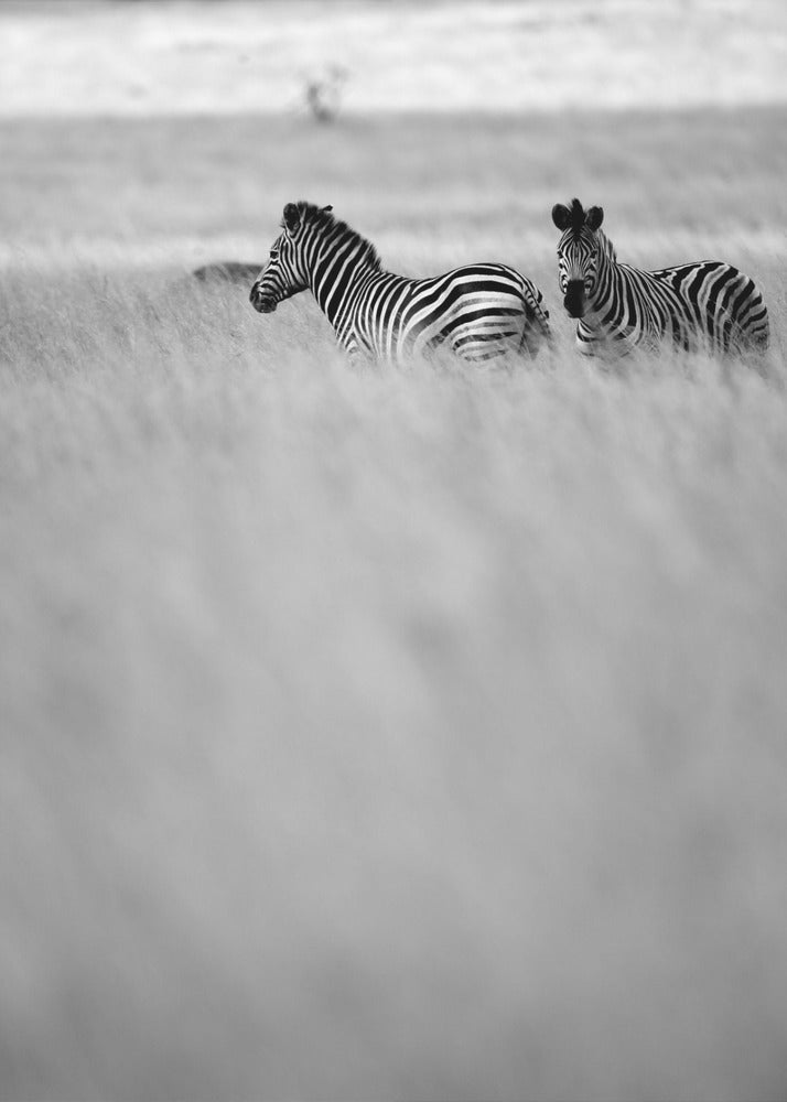 Zebras in the Mist | Canvas