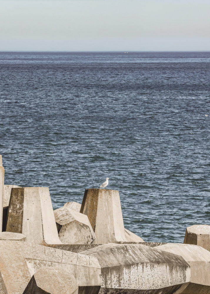 Seagull by the Sea | Poster