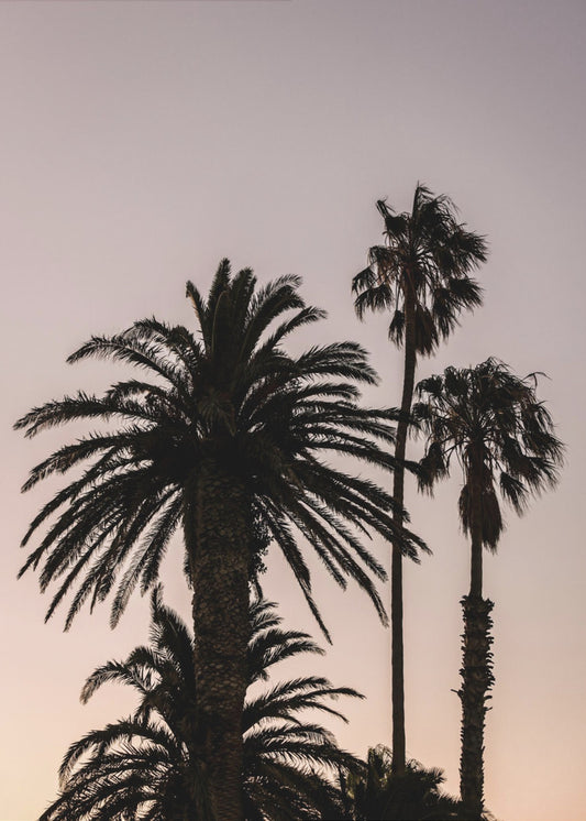 Silhouette of Palm Trees | Poster