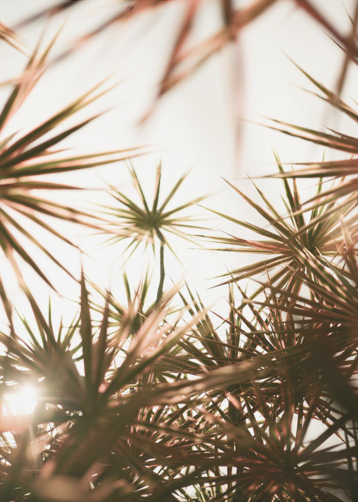 Abstract Beauty Of Spiky Plant | Canvas