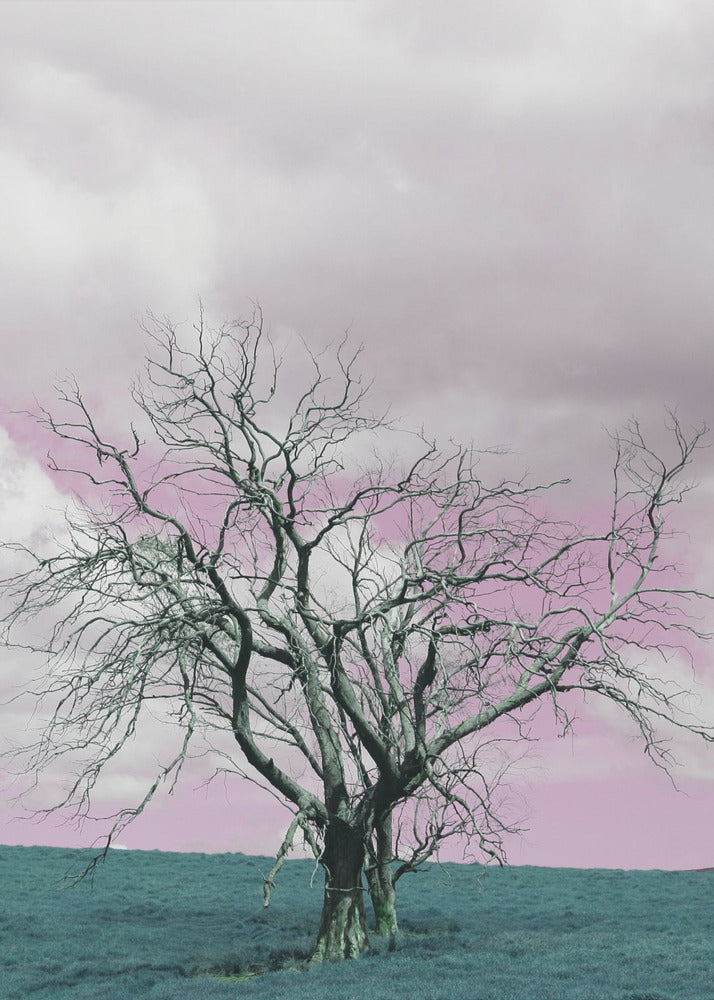 Barren Tree Against A Dreamy Pink Sky | Canvas