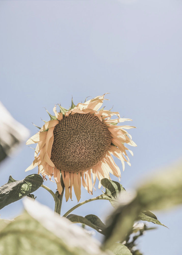 Golden Bloom Sky | Canvas
