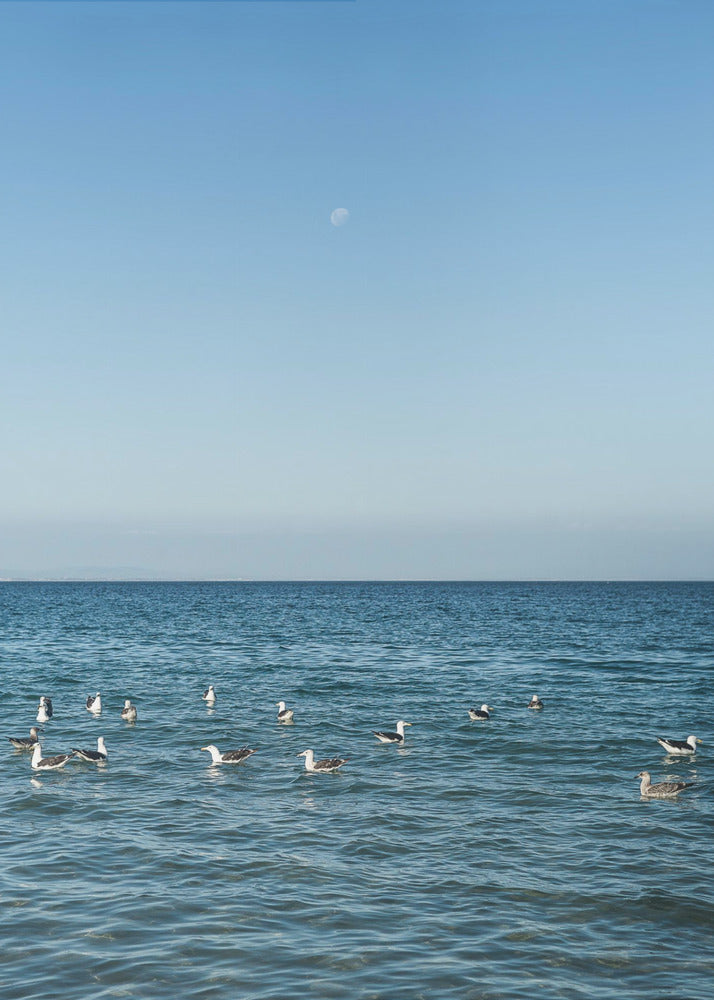 Moonlit Seabirds | Canvas