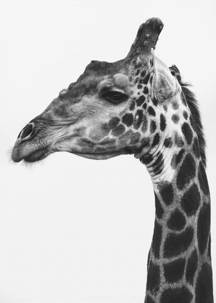 Intricate Patterns Of A Giraffe's Skin | Canvas