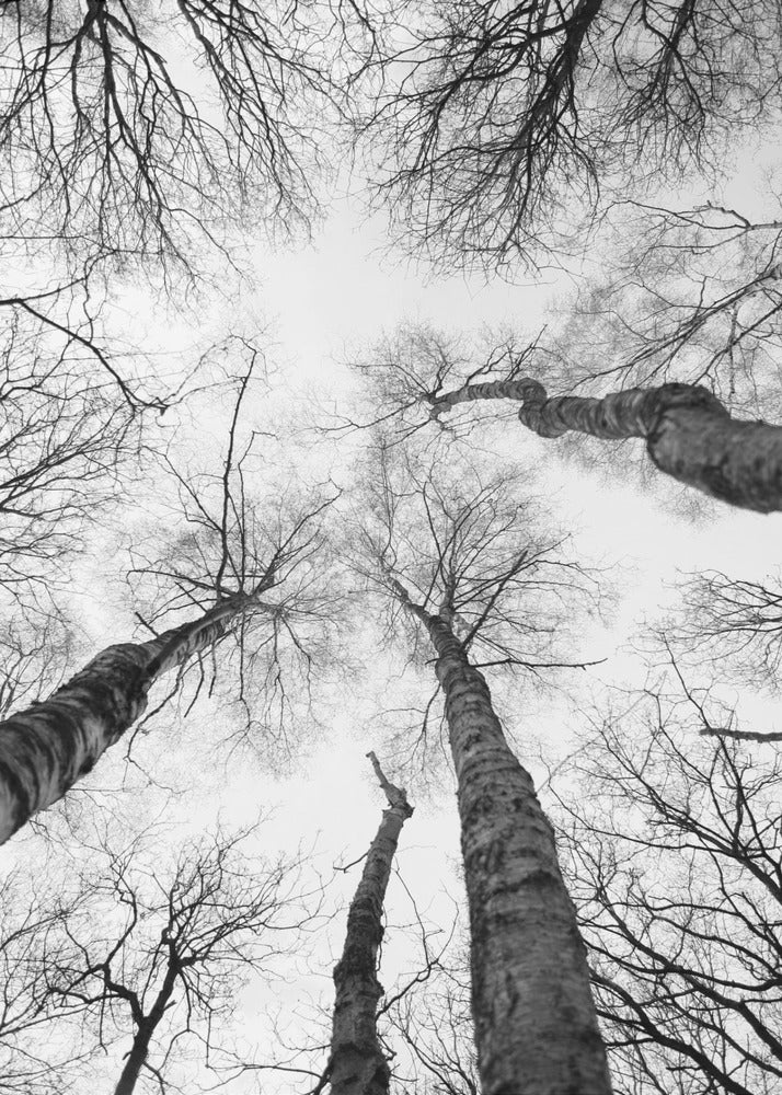 Reaching Branches | Canvas