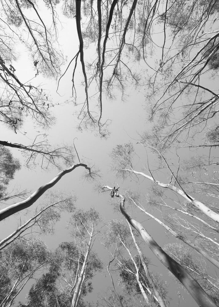 Skyward Symphony | Canvas