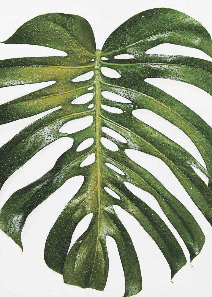 Verdant Monstera Leaf | Canvas