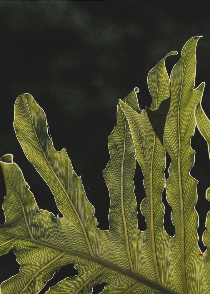 Leafy Silhouette | Canvas