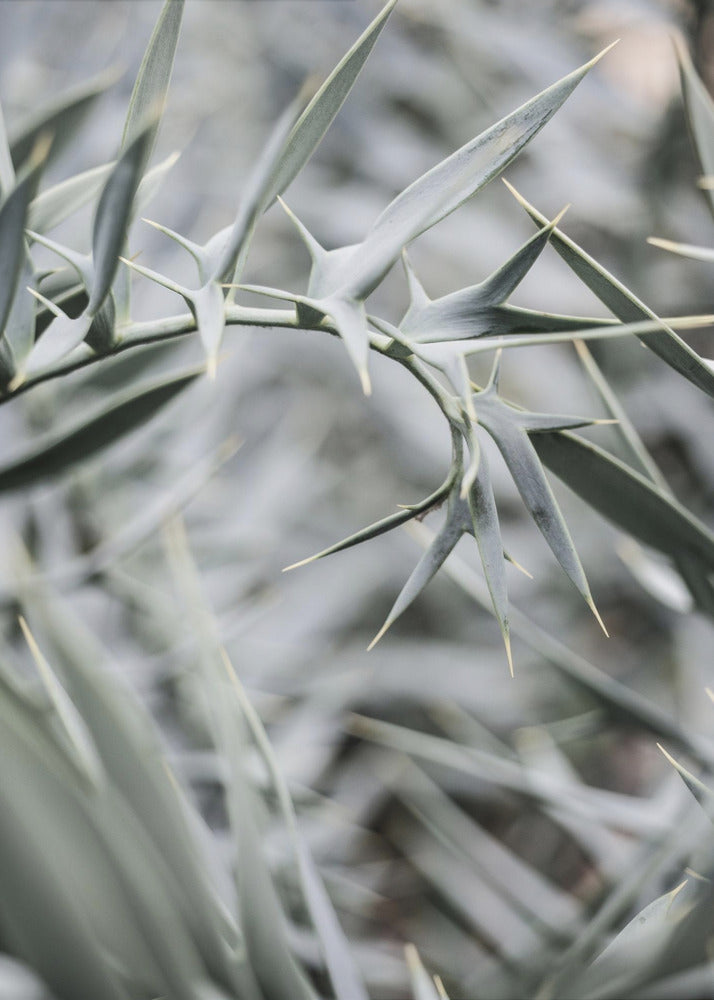 Intricate Details Of Spiky Leaves | Canvas