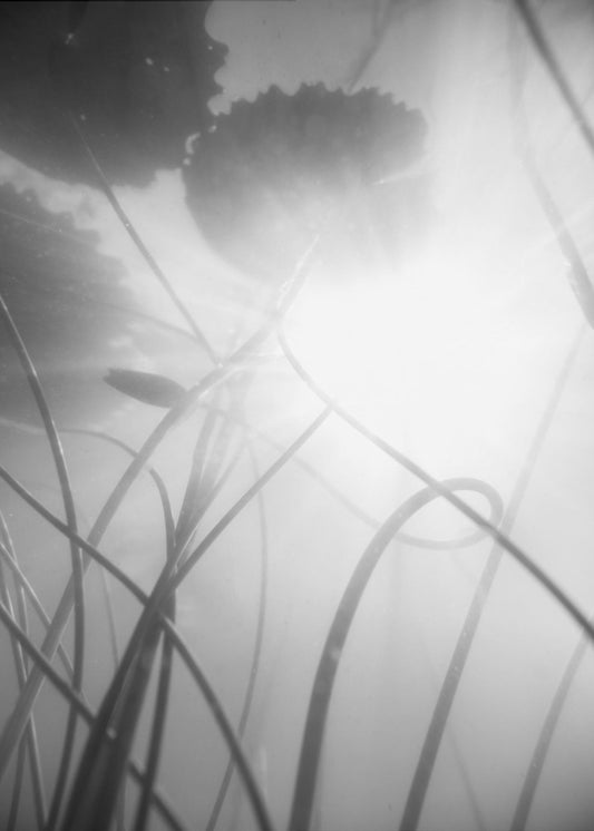 Water Lilly | Canvas