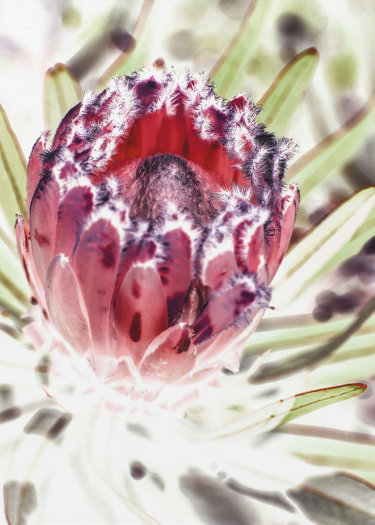 Blooming Protea Flower | Canvas