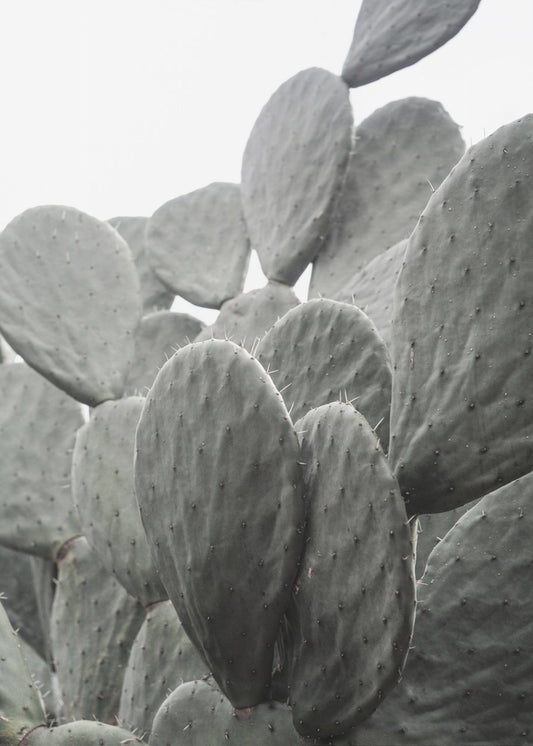 Beauty Of Cactus | Canvas