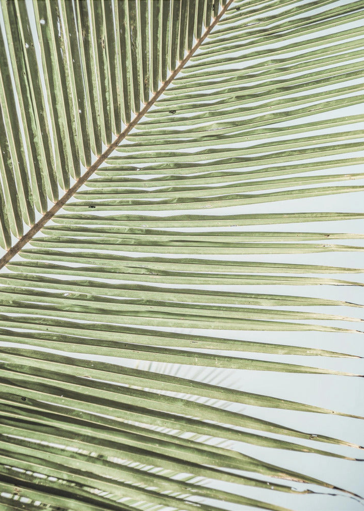 Intricate Pattern Of A Green Palm Leaf | Poster