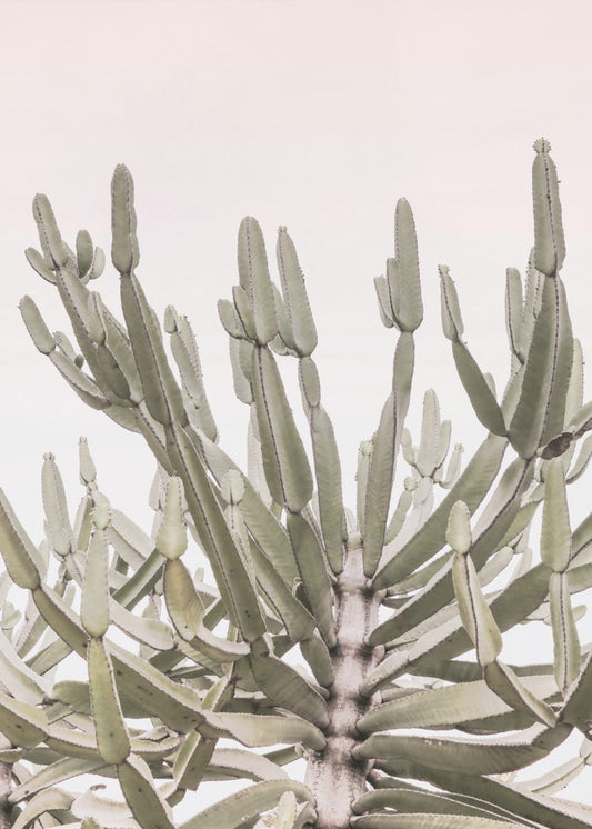 Serene Desert Growth | Canvas